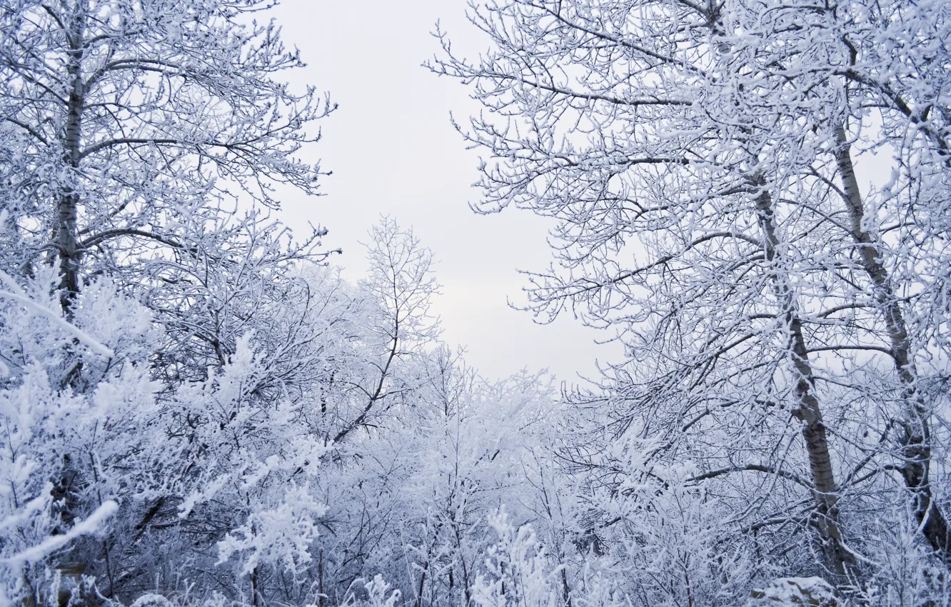 Фото обои зима, снег, деревья, ветви, мороз, Nature, trees, winter