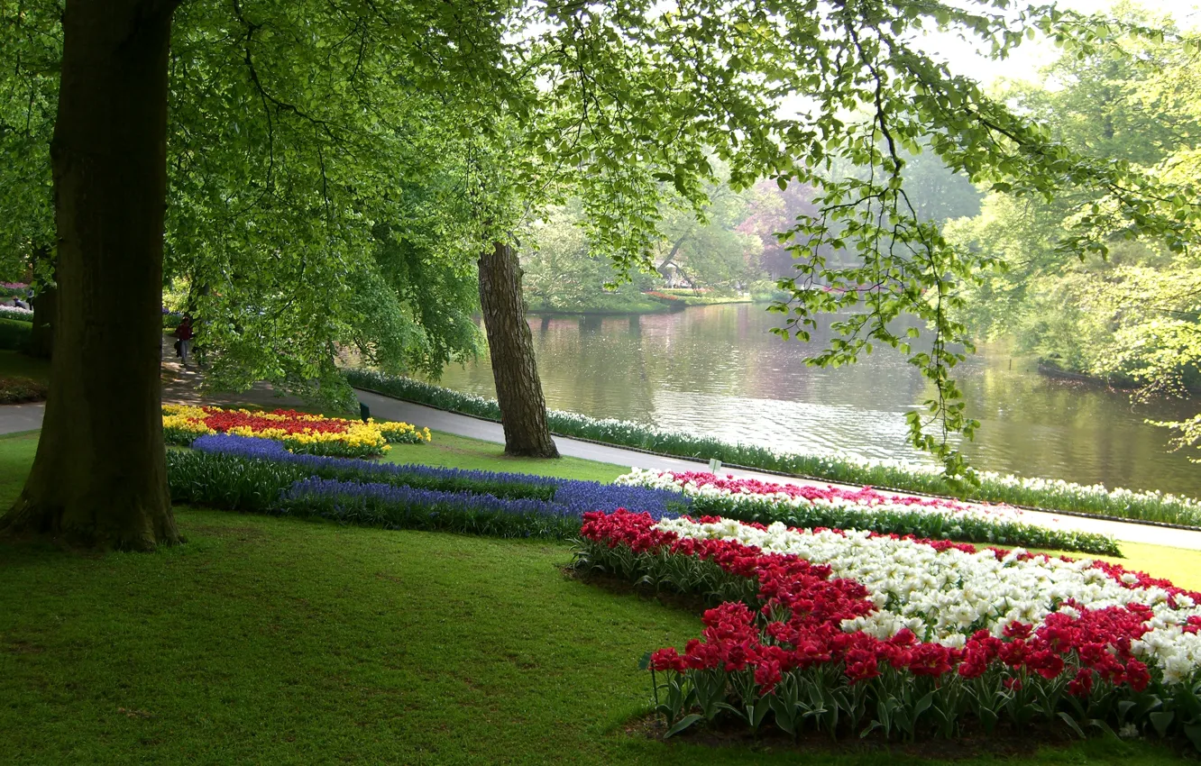 Фото обои зелень, трава, листья, деревья, цветы, ветки, пруд, парк