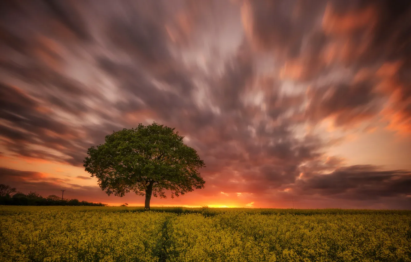 Фото обои поле, деревья, рапс