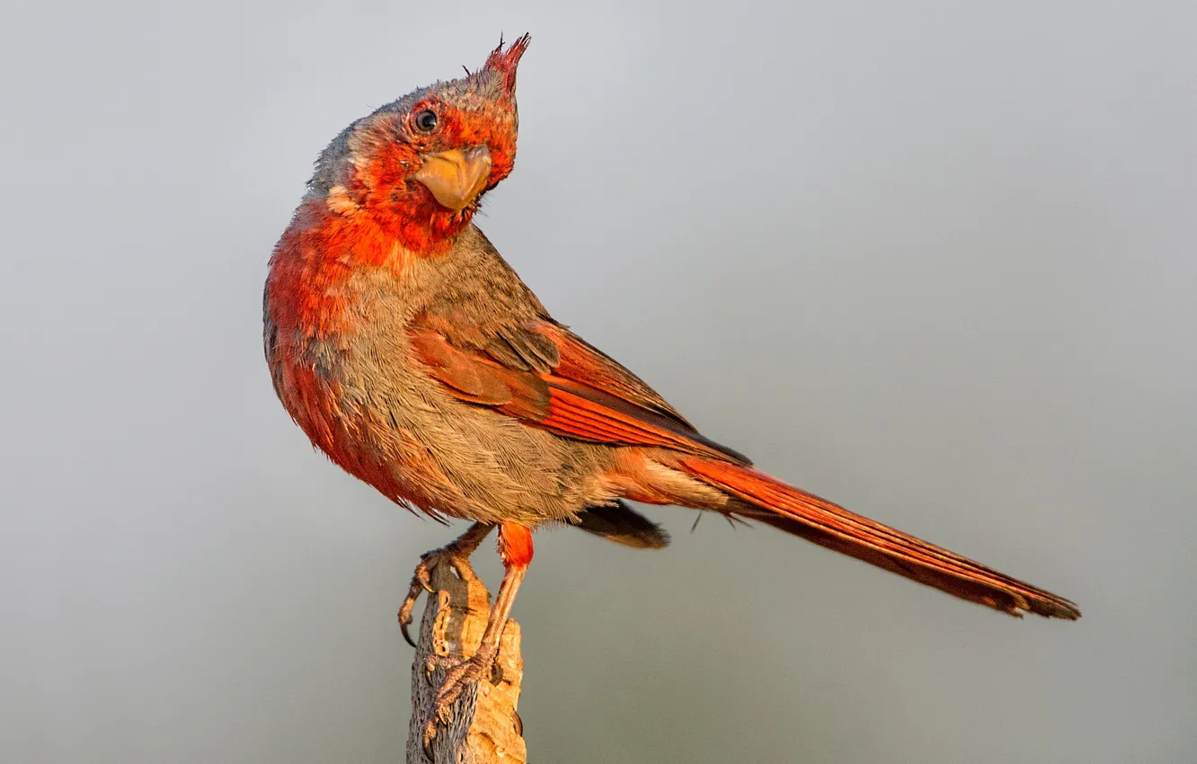 Фото обои птица, клюв, хвост, попугайный кардинал