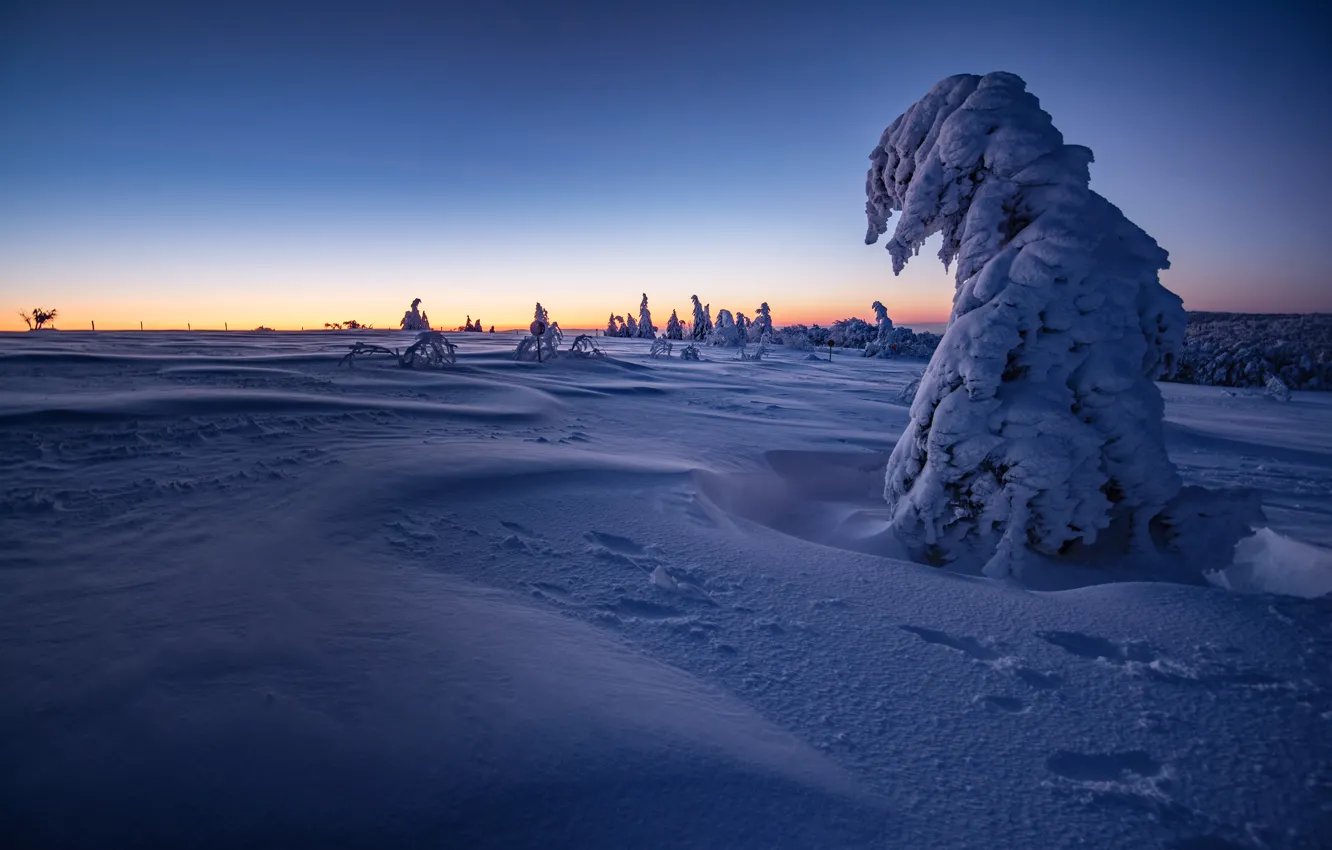 Фото обои зима, иней, лес, небо, снег, деревья, закат, синий