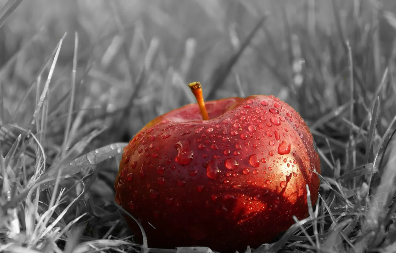 Фото обои apple, red, fruit
