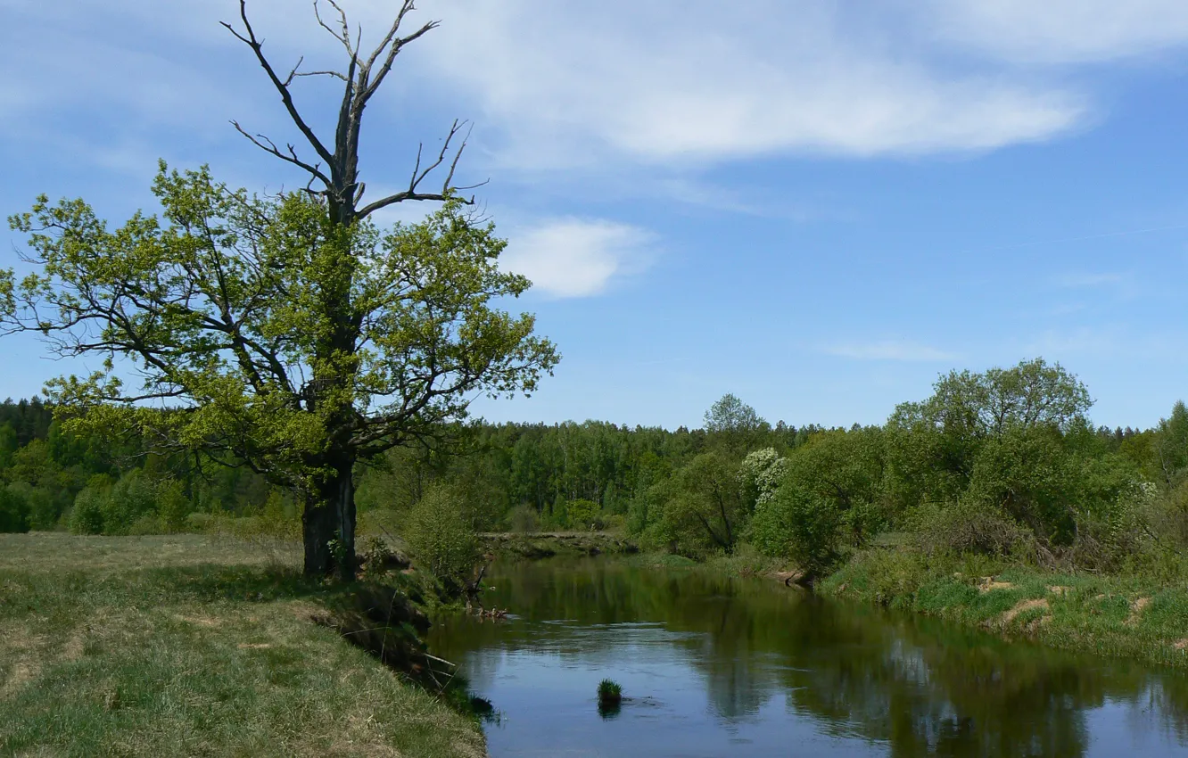 Фото обои зелень, лес, небо, облака, река, дуб, Беларусь, моё фото