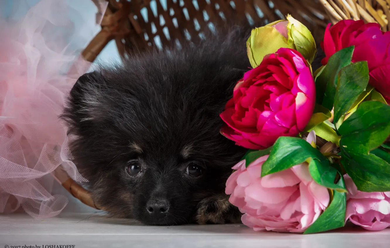 Фото обои цветы, фон, животное, щенок