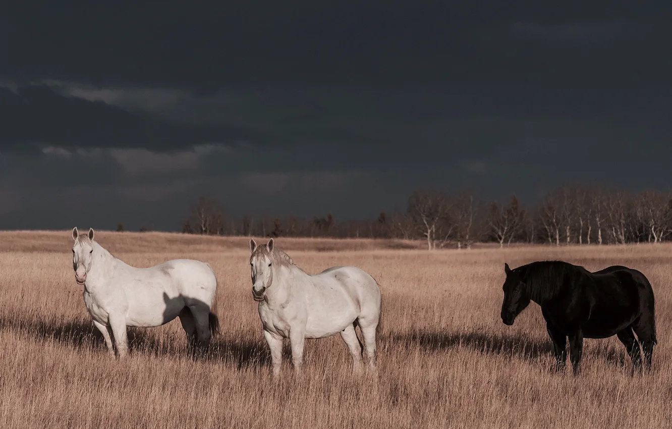 Фото обои гроза, поле, облака, деревья, тень, лошади, солнечный свет