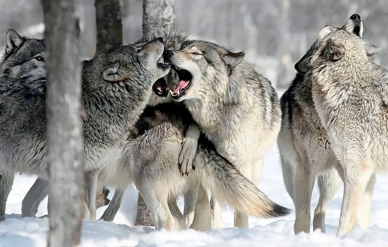 Фото обои nature, predator, animal, wolf, wildlife, portrait, portrait., Canis lupus. face