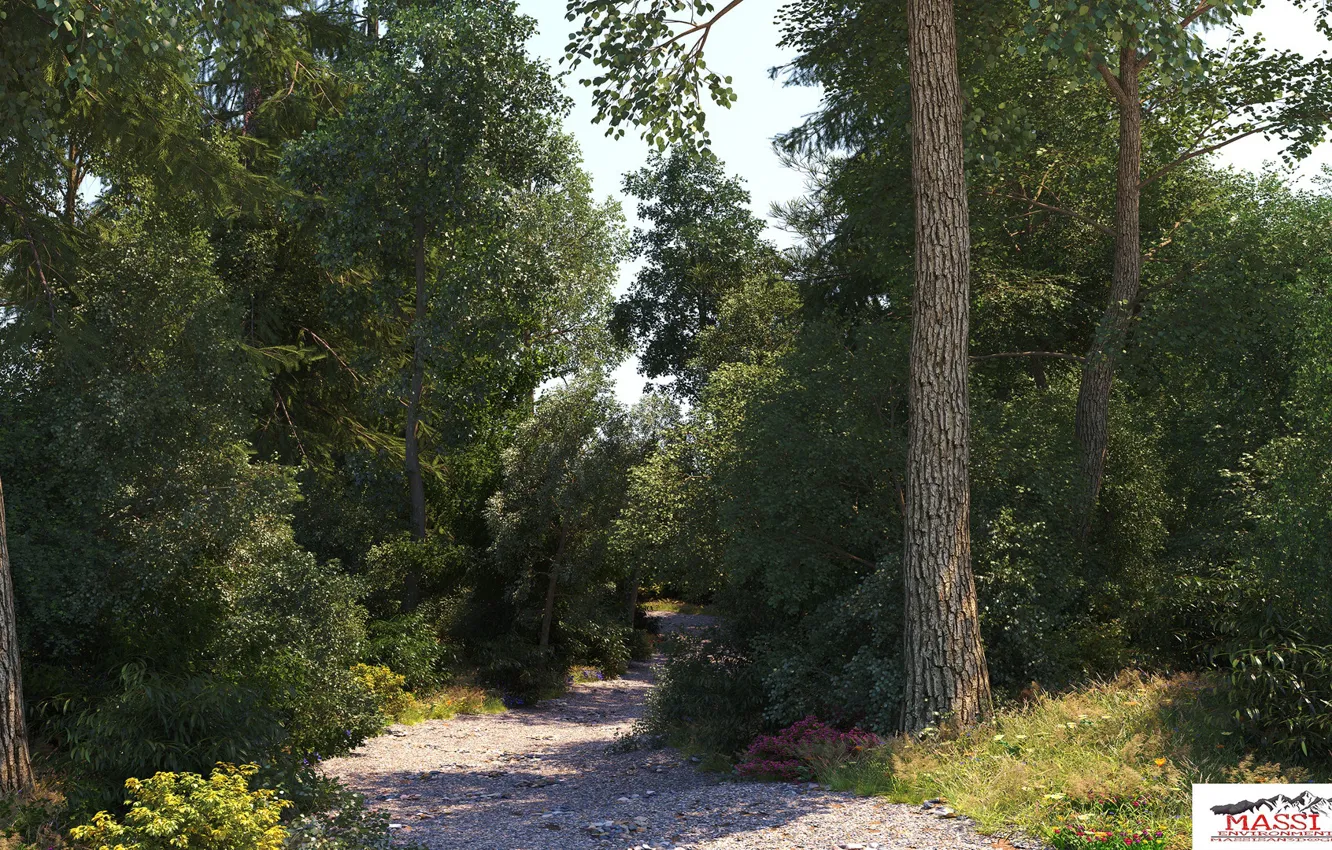 Фото обои дорога, лес, природа, растительность, The Path