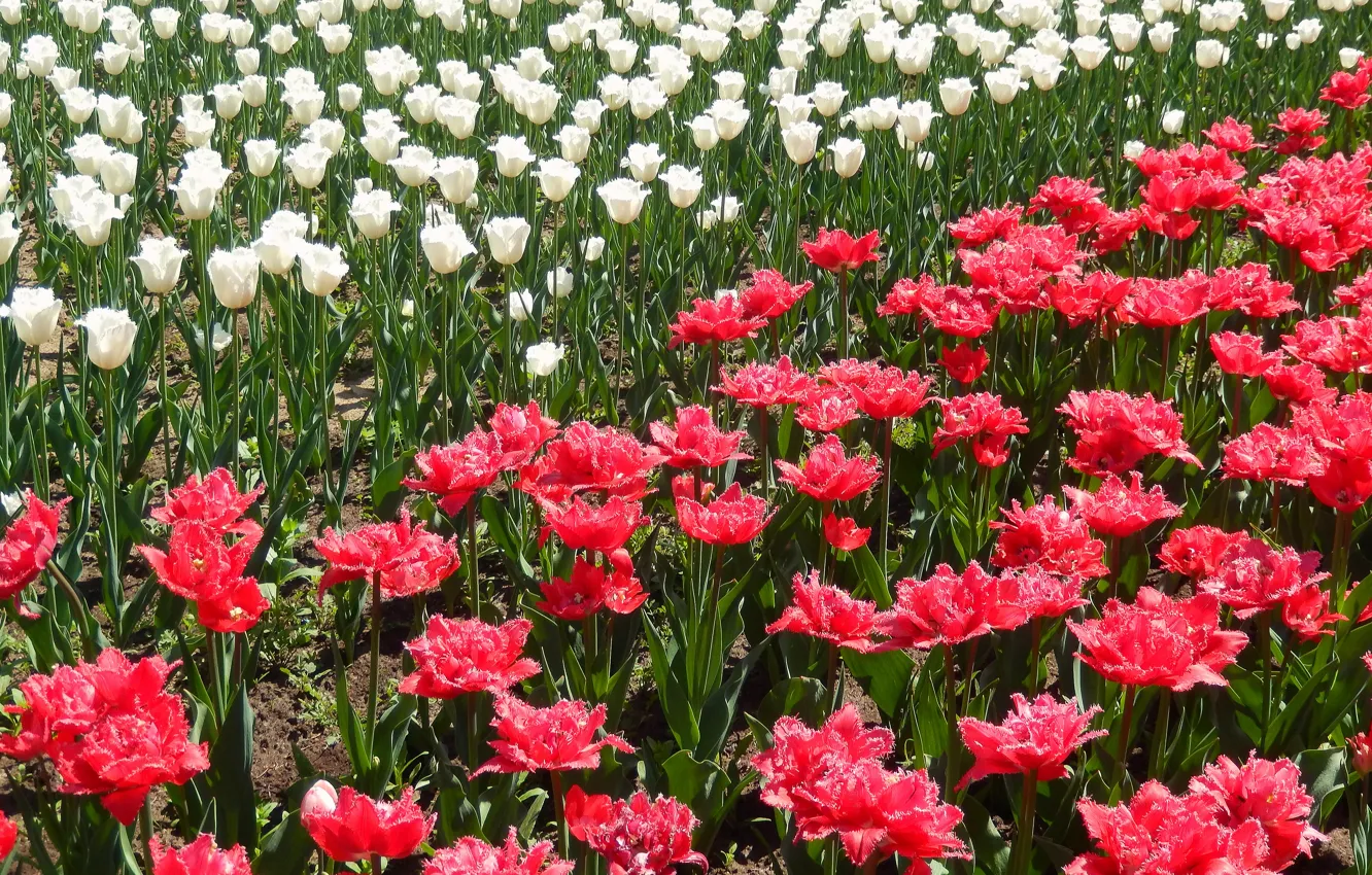 Фото обои цветы, widescreen, обои, тюльпан, тюльпаны, wallpaper, широкоформатные, background
