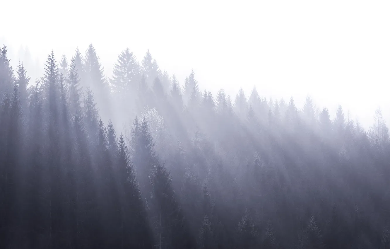 Фото обои лес, свет, туман