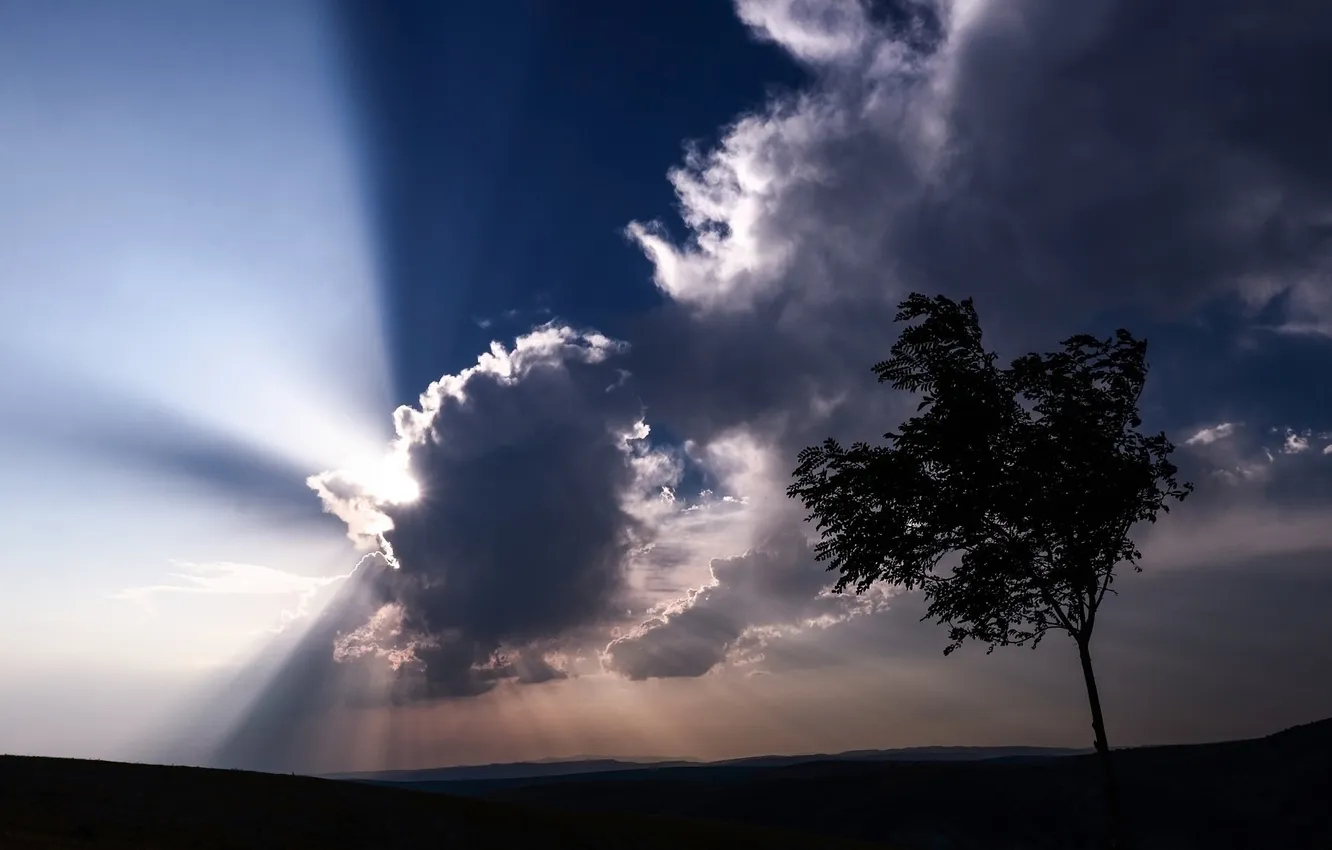 Фото обои облака, природа, дерево, силуэт