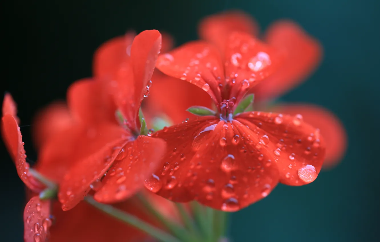 Фото обои цветок, вода, капли, макро, красный, герань, пеларгония