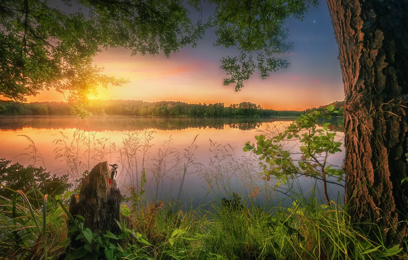 Фото обои лето, трава, закат, озеро, отражение, дерево