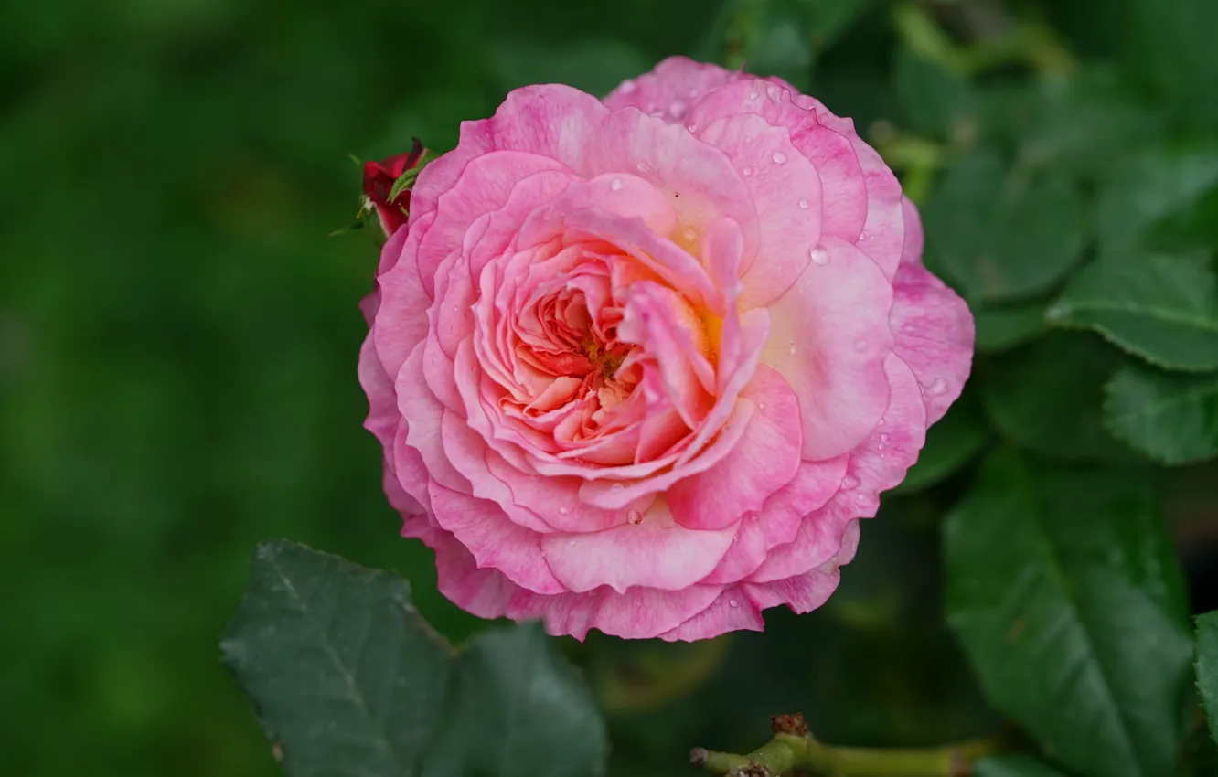 Фото обои капли, макро, розовая, роза, лепестки