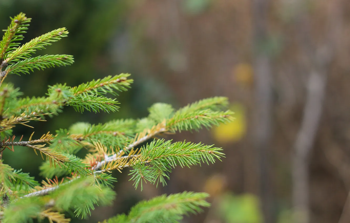 Фото обои green, spruce, twig