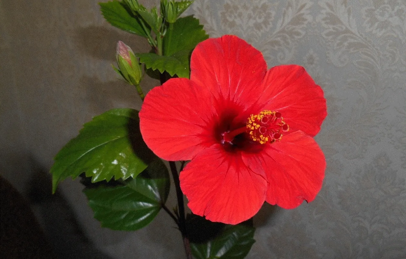 Фото обои цветы, красные, гибискус