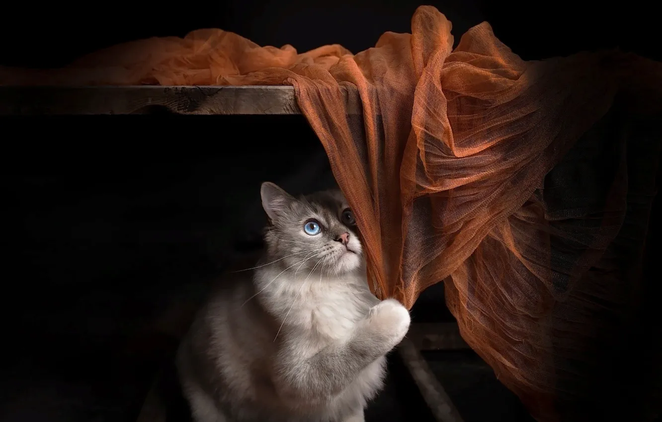 Фото обои кошка, кот, взгляд, животное, полка, ткань, доска