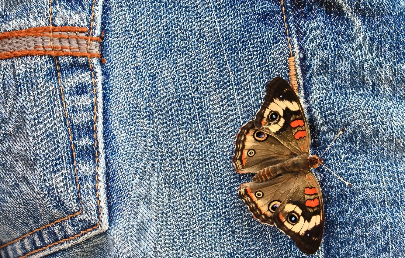 Фото обои макро, бабочка, джинсы