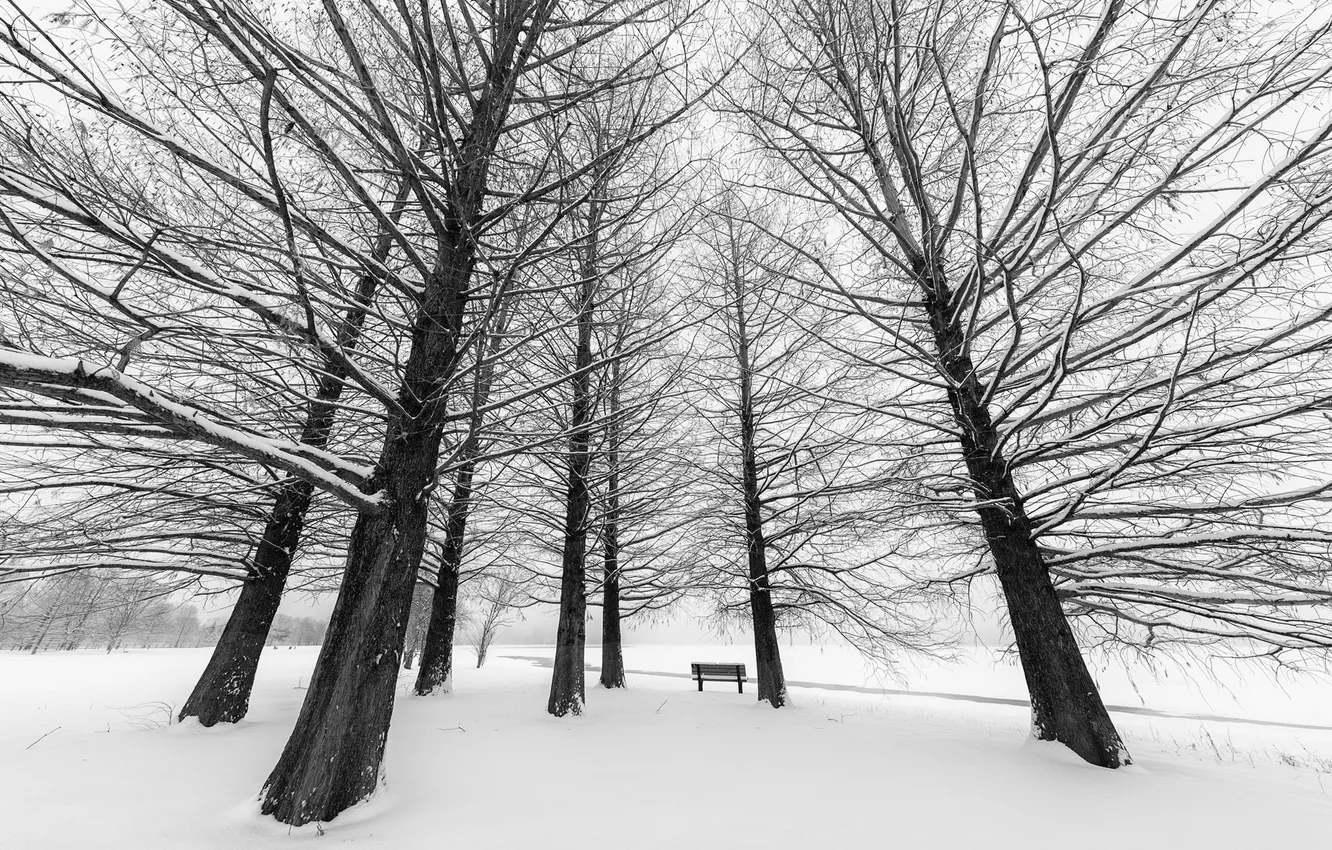 Фото обои зима, город, парк, скамья