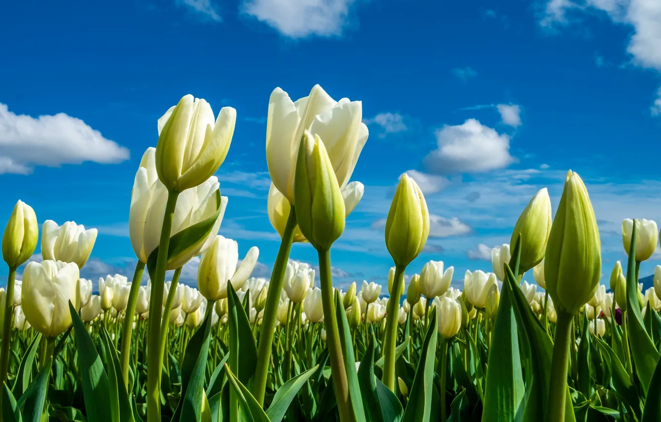 Фото обои небо, тюльпаны, бутоны, плантация, белые тюльпаны
