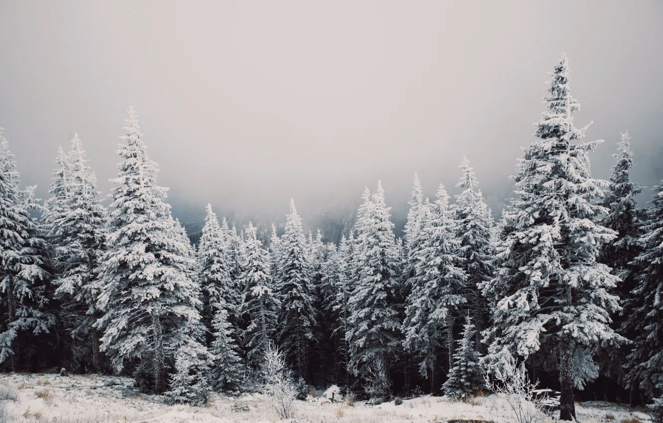Фото обои Wood, Winter, Snow, Trees, Cold, Winter Wonderland, Eberhard Grossgaesteiger