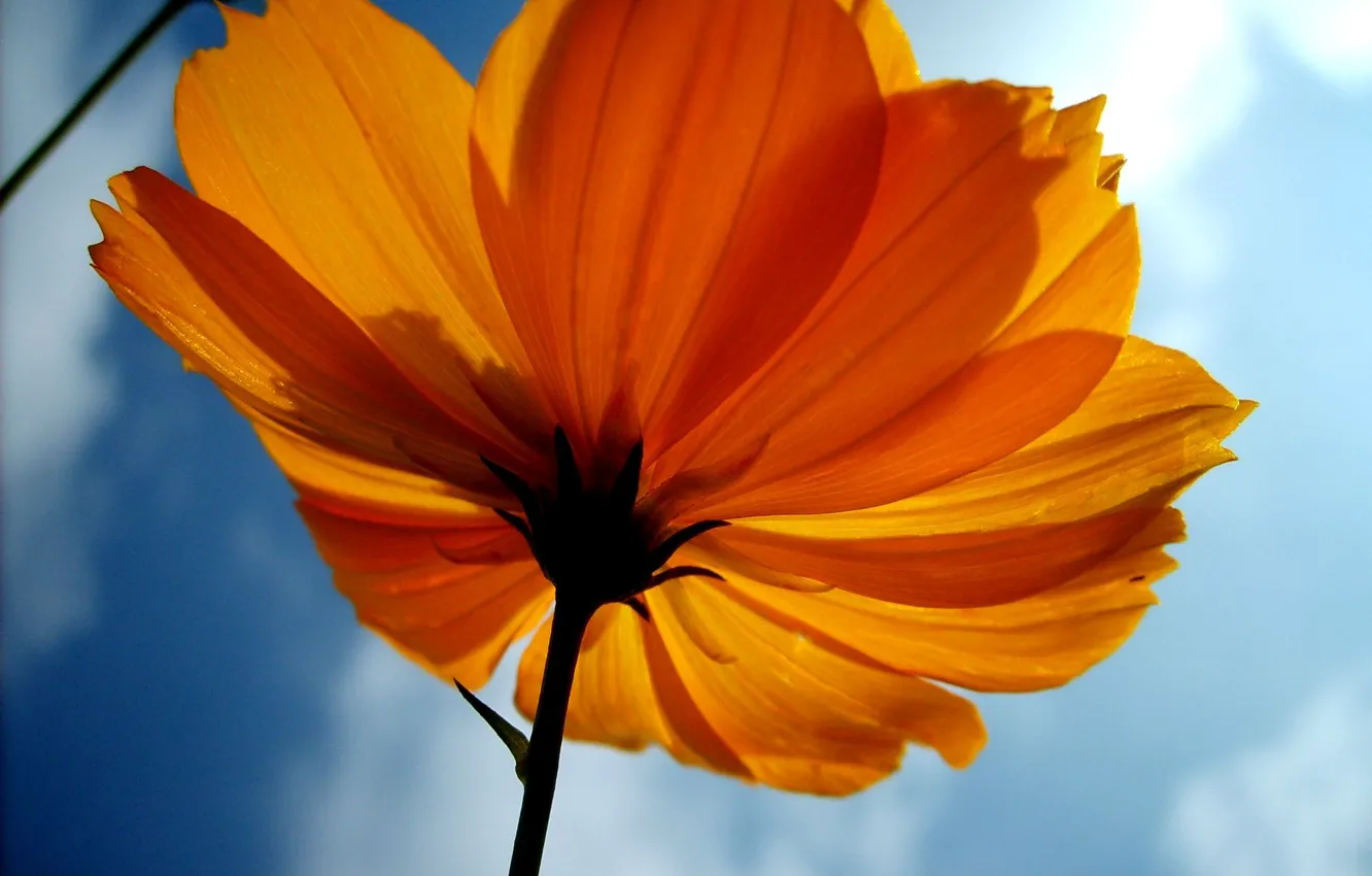 Фото обои flower, sky, yellow, image