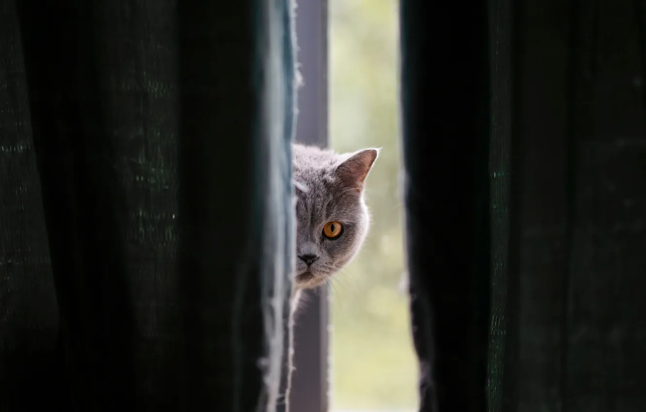 Фото обои кошка, кот, взгляд, поза, мордашка