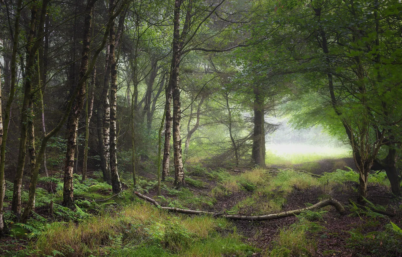 Фото обои зелень, лес, деревья, ветки