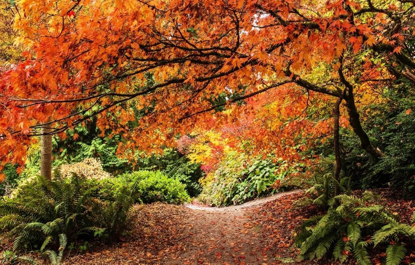 Фото обои дорога, осень, деревья, природа, вид