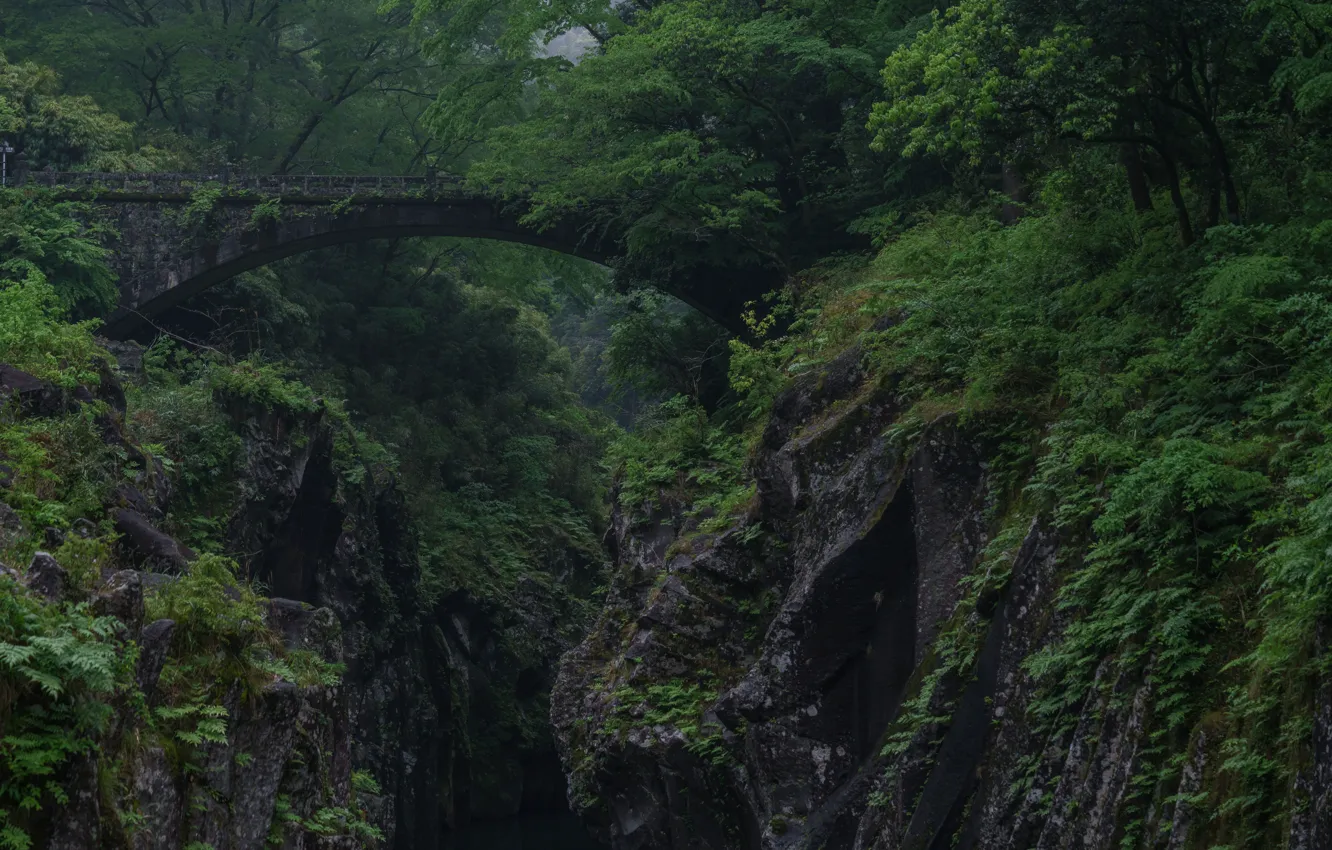 Фото обои лес, мост, скалы, растительность, ущелье