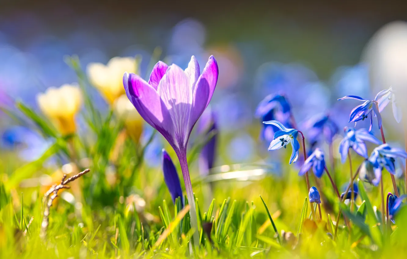 Фото обои трава, свет, цветы, поляна, красота, весна, голубые, крокусы