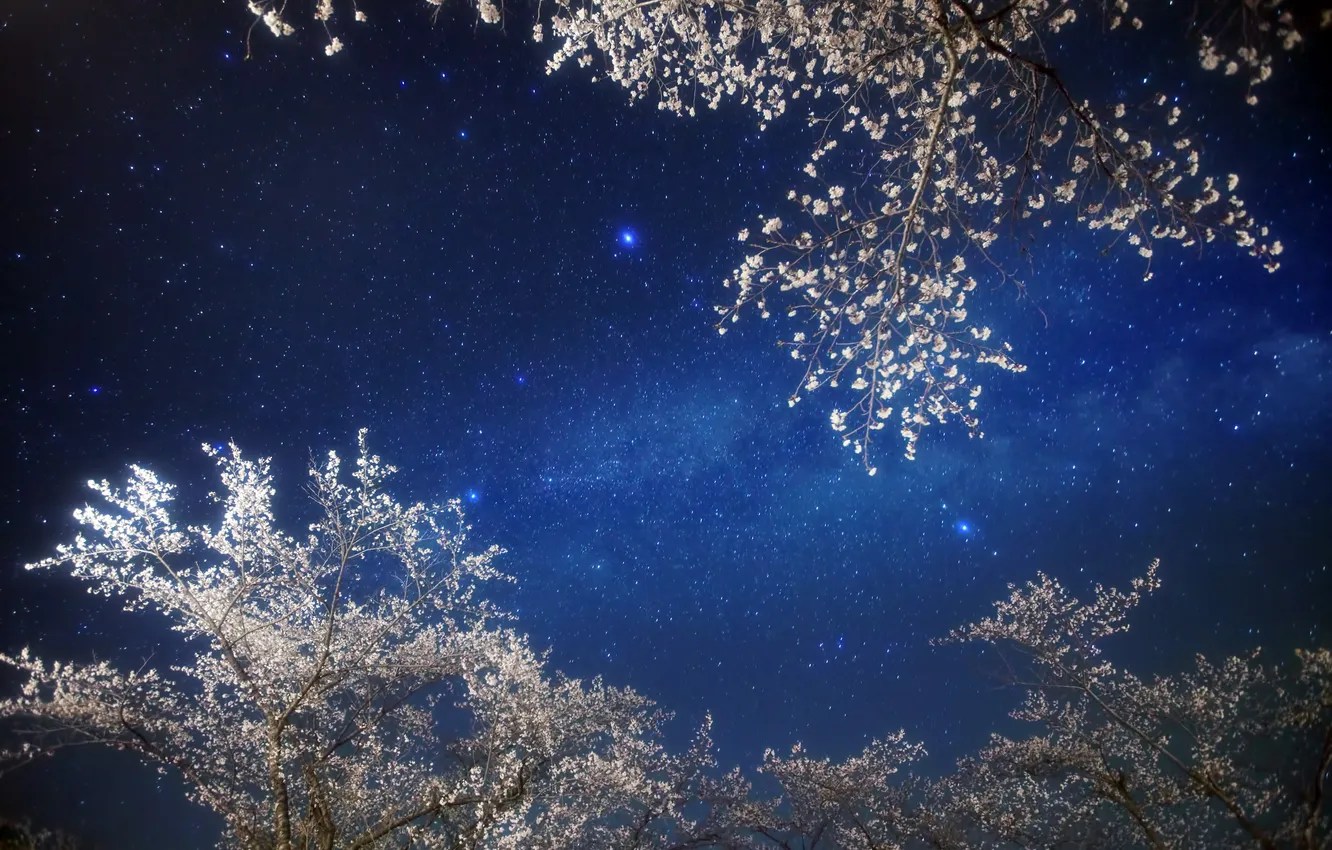 Фото обои небо, звезды, ночь, сакура