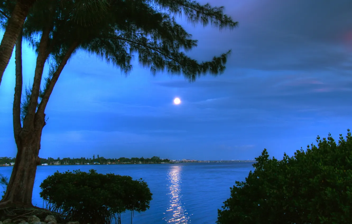 Фото обои небо, вода, отражение, дерево, луна, берег, вечер, залив