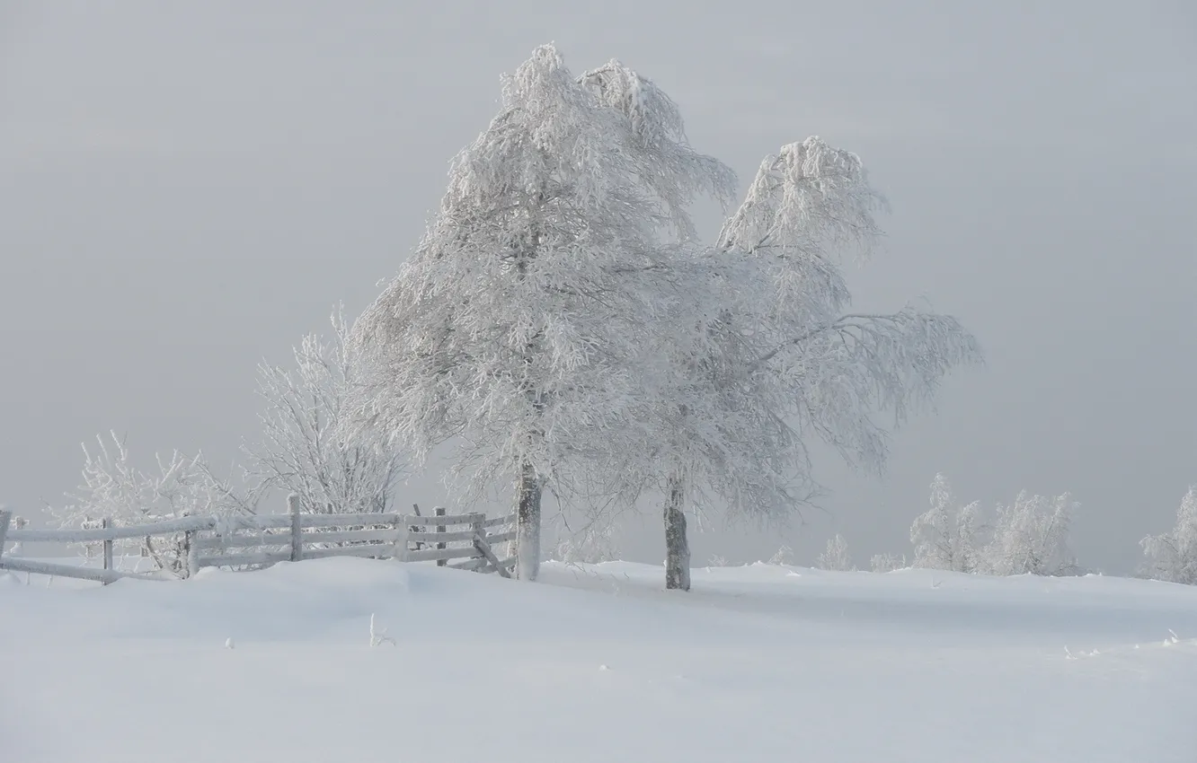 Фото обои зима, снег, деревья, туман