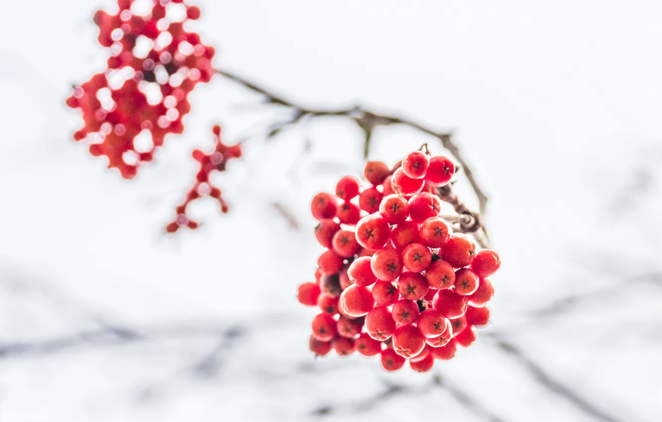 Фото обои winter, macro, berries