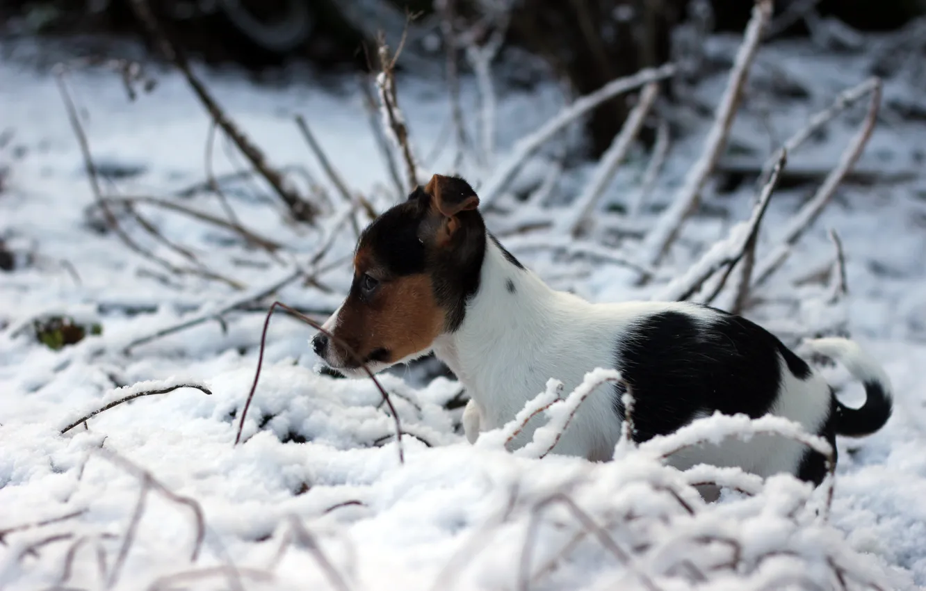 Фото обои зима, снег, собака, щенок, Джек-рассел-терьер