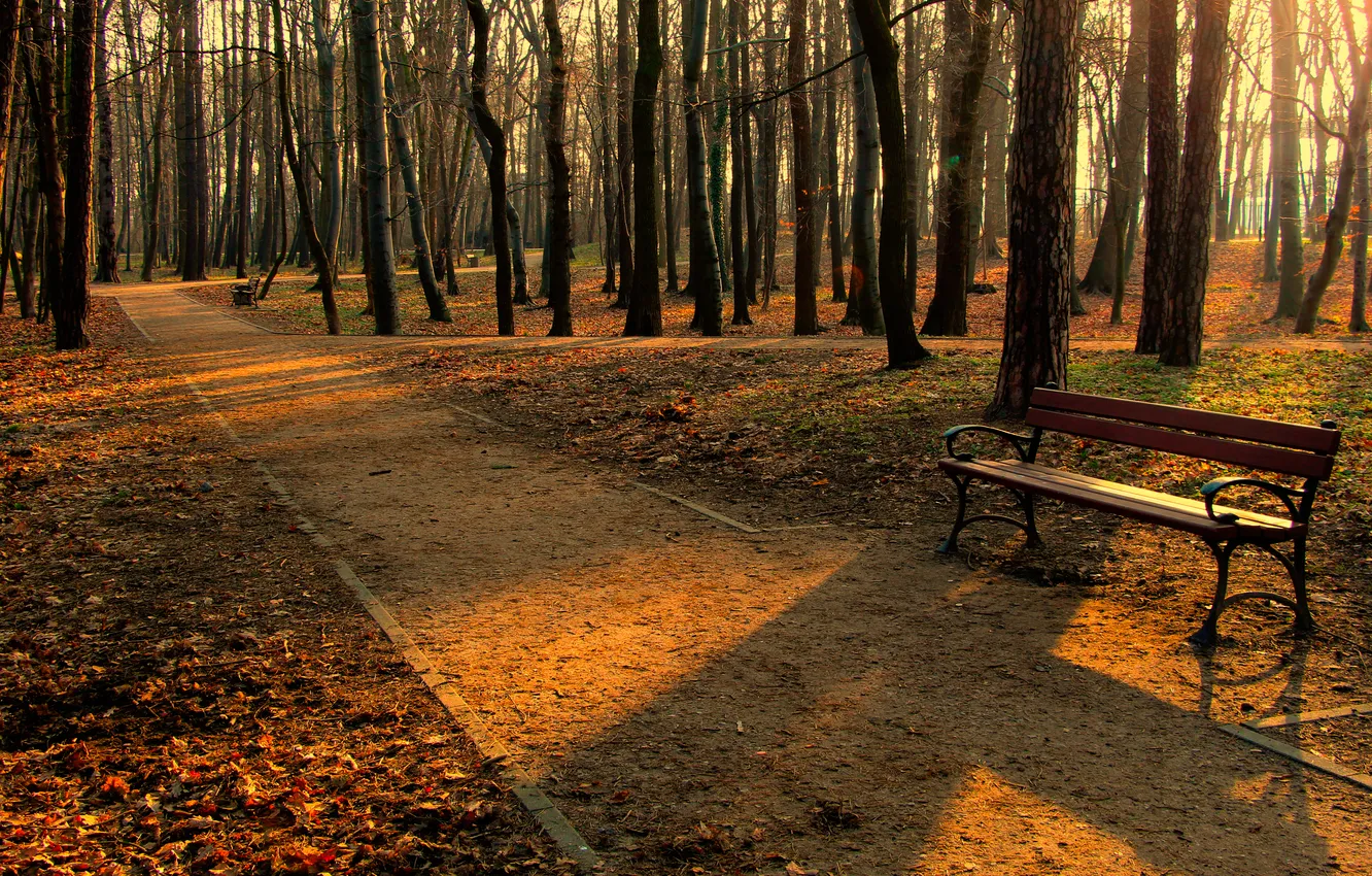 Фото обои road, park, tree, bench