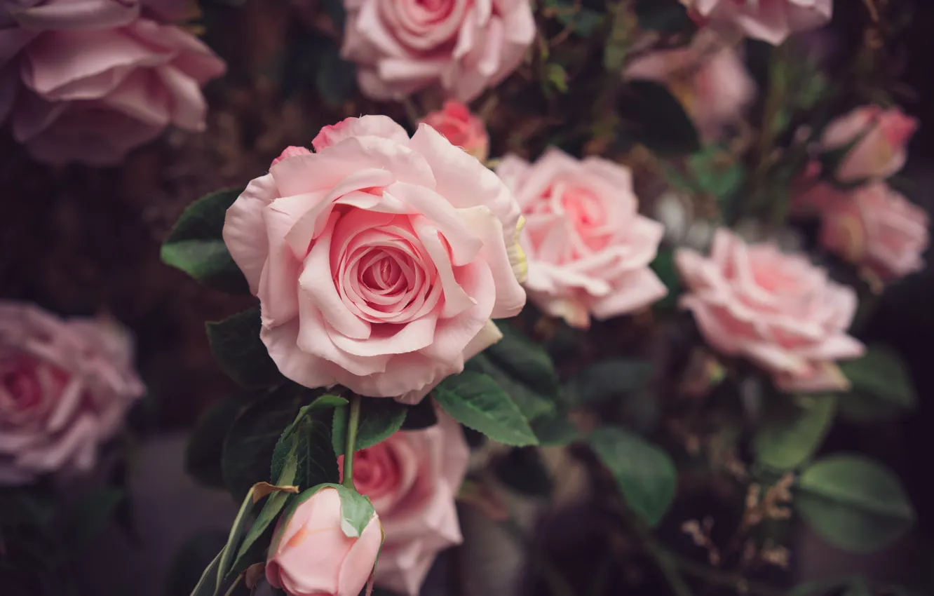 Фото обои природа, куст, розы, нежные, розовые, бутоны, красивые