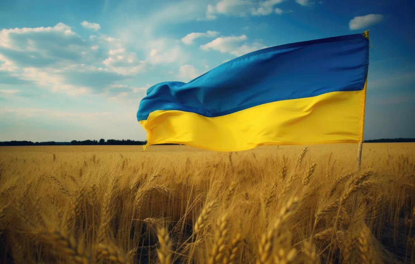 Фото обои yellow, blue, flag, Ukraine, wheat