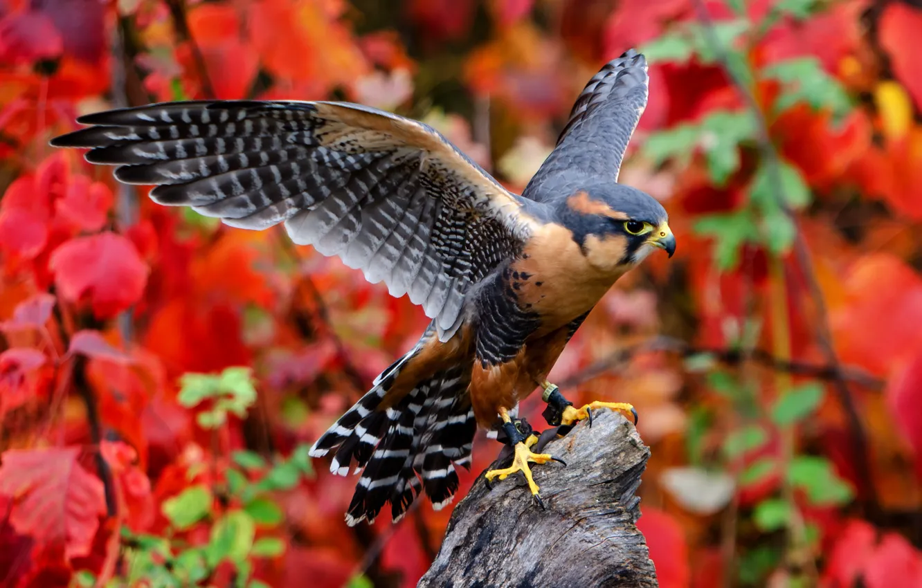 Фото обои фон, птица, Aplomado Falcon, Южномексиканский сокол