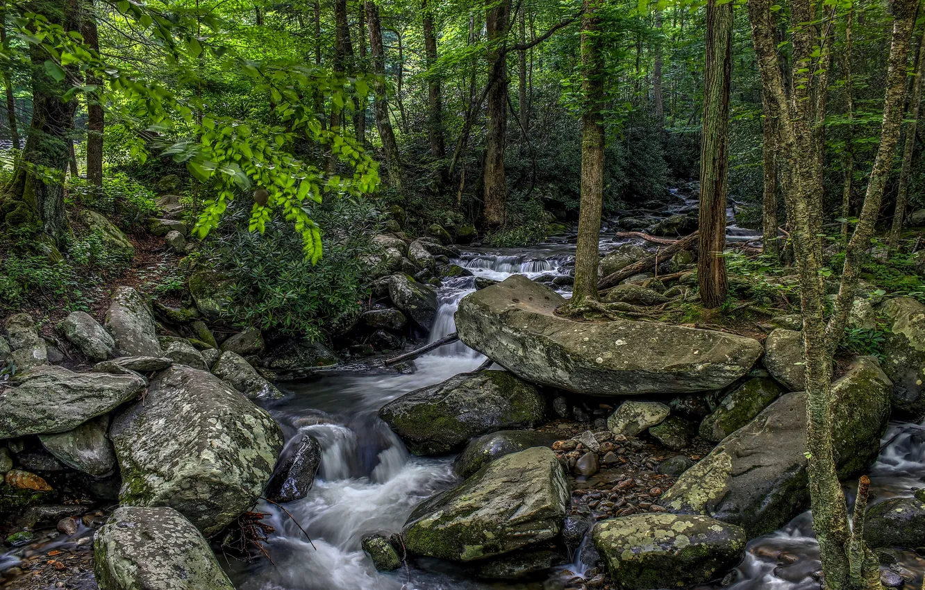 Фото обои зелень, лес, деревья, ручей, камни, hdr