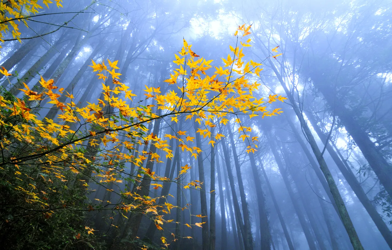 Фото обои осень, лес, листья, деревья, ветка, дымка