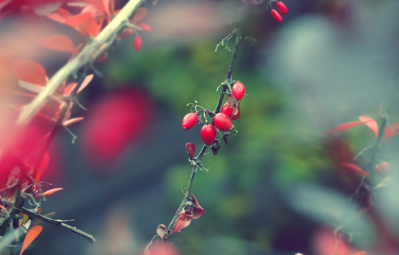 Фото обои растение, ветка, ягода, шиповник, плод, blur