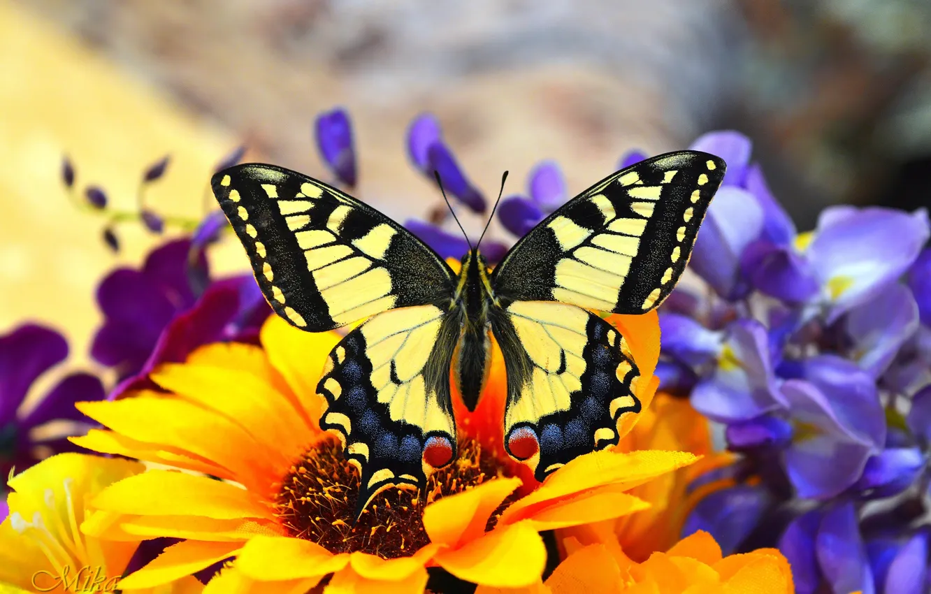 Фото обои Макро, Бабочка, Macro, Butterfly