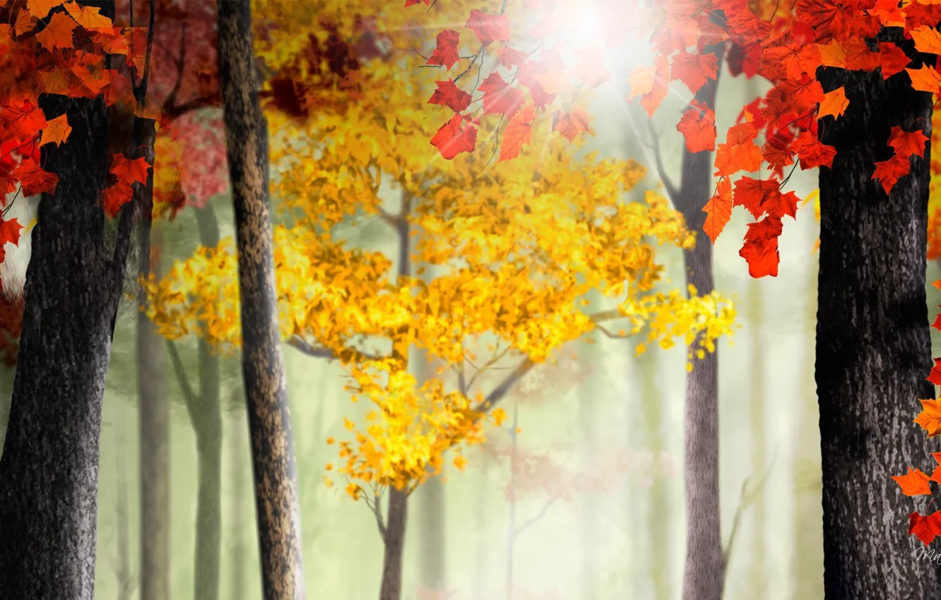 Фото обои осень, листья, лучи, свет, деревья