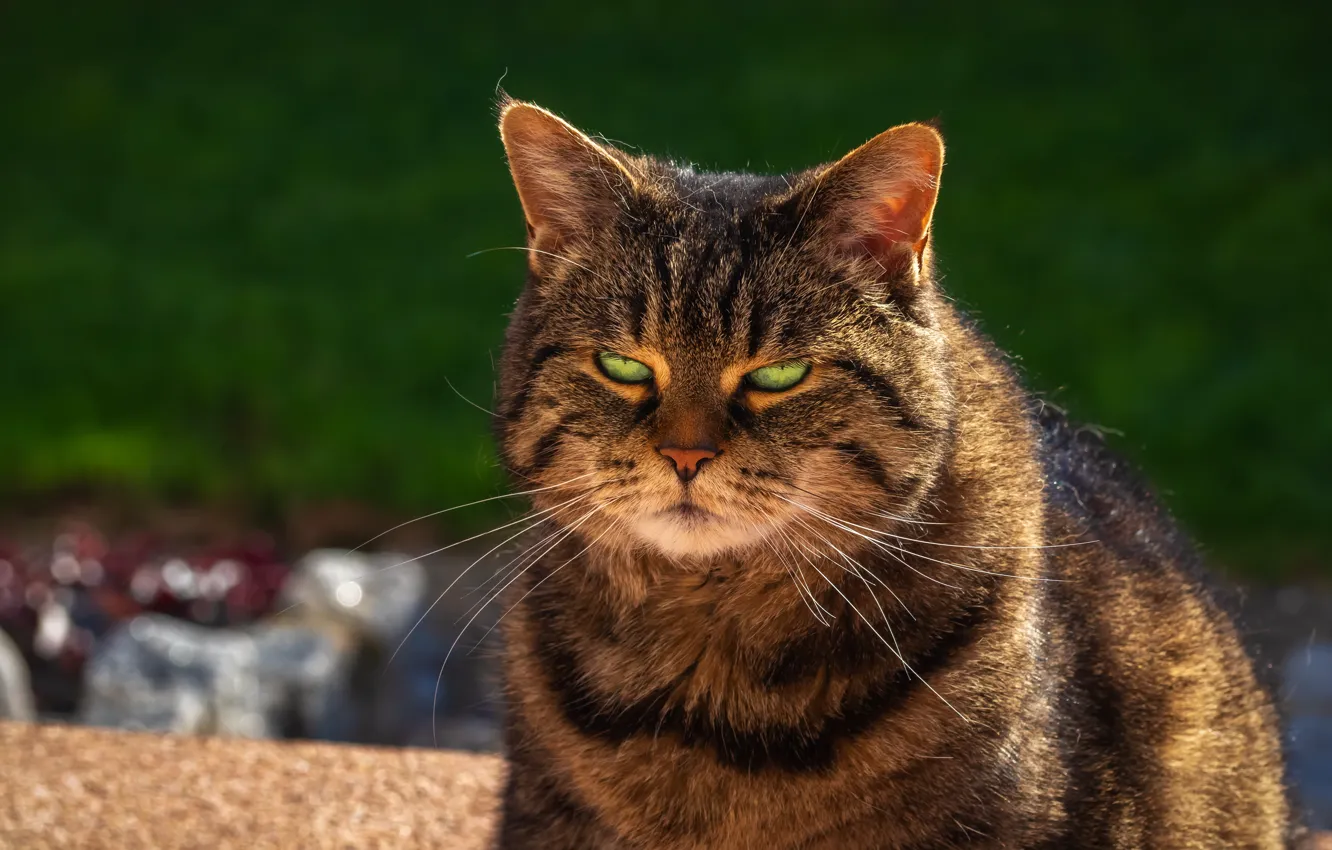 Фото обои кот, взгляд, серый, фон, упитанный