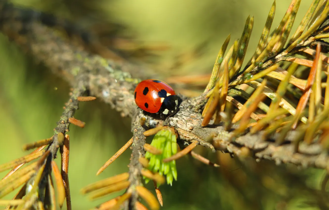 Фото обои red, insect, ladybird, twig