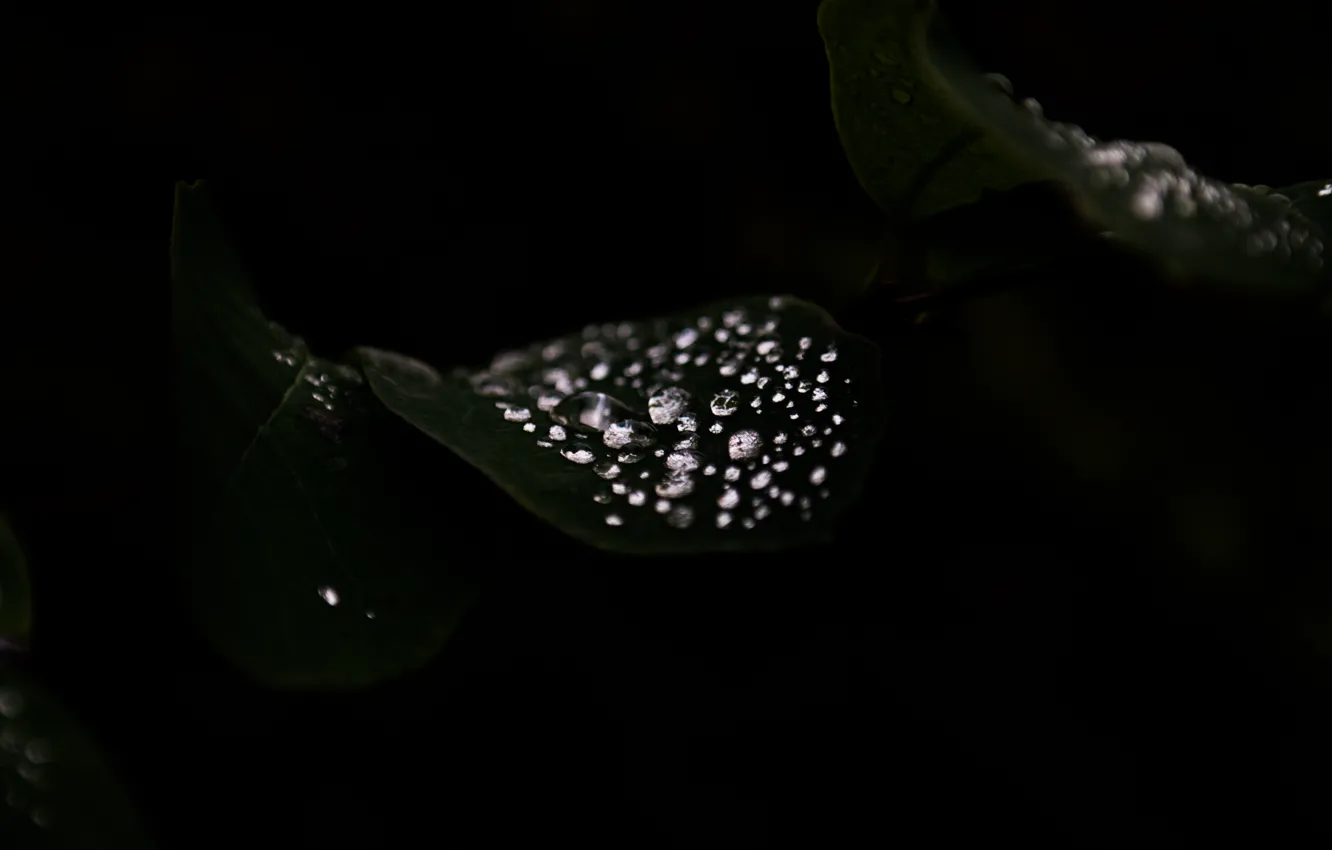 Фото обои Dark, Water, Macro, Forest, Reflection, Leaf, Woods, Droplets