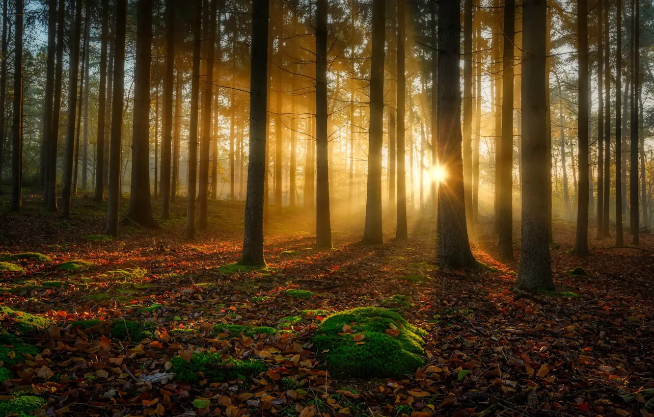 Фото обои осень, лес, деревья, мох, солнечный свет, опавшая листва