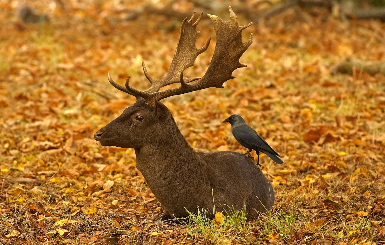 Фото обои осень, листья, птица, Англия, Лондон, олень, рога, Ричмонд-парк