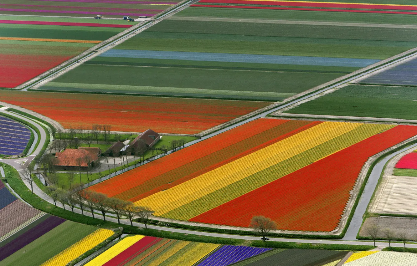 Фото обои Поле, Тюльпаны, Нидерланды